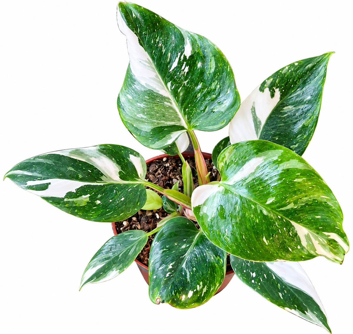 Philodendron white princess