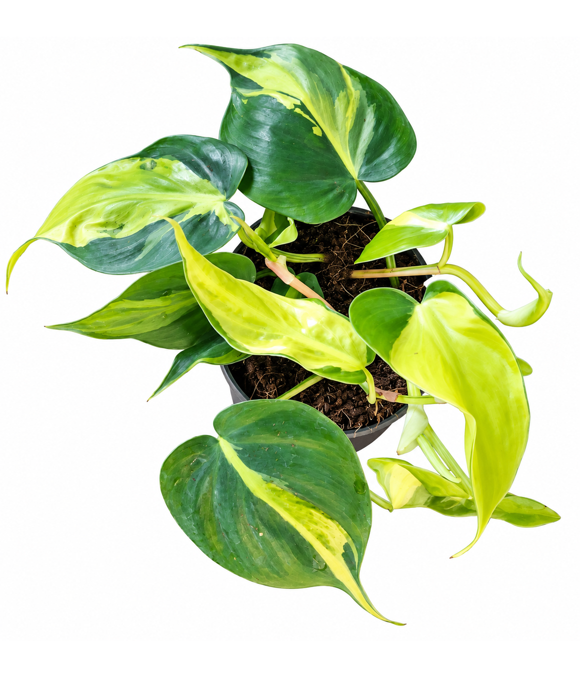 Philodendron brazil