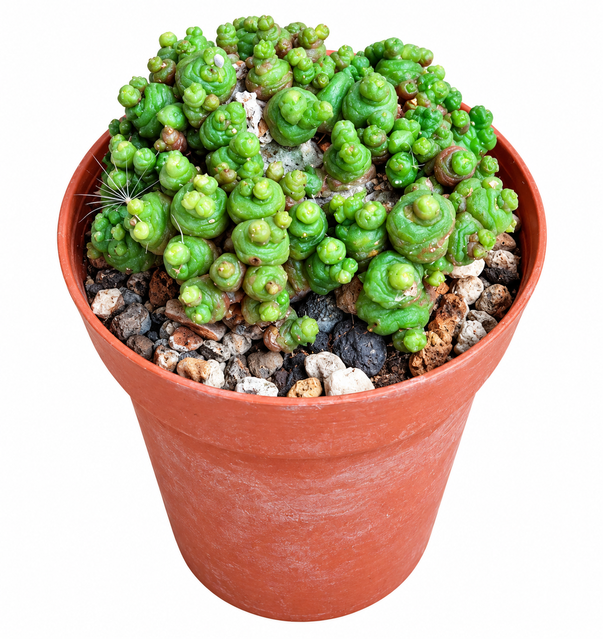 Mammilaria bocosana ´Fred´