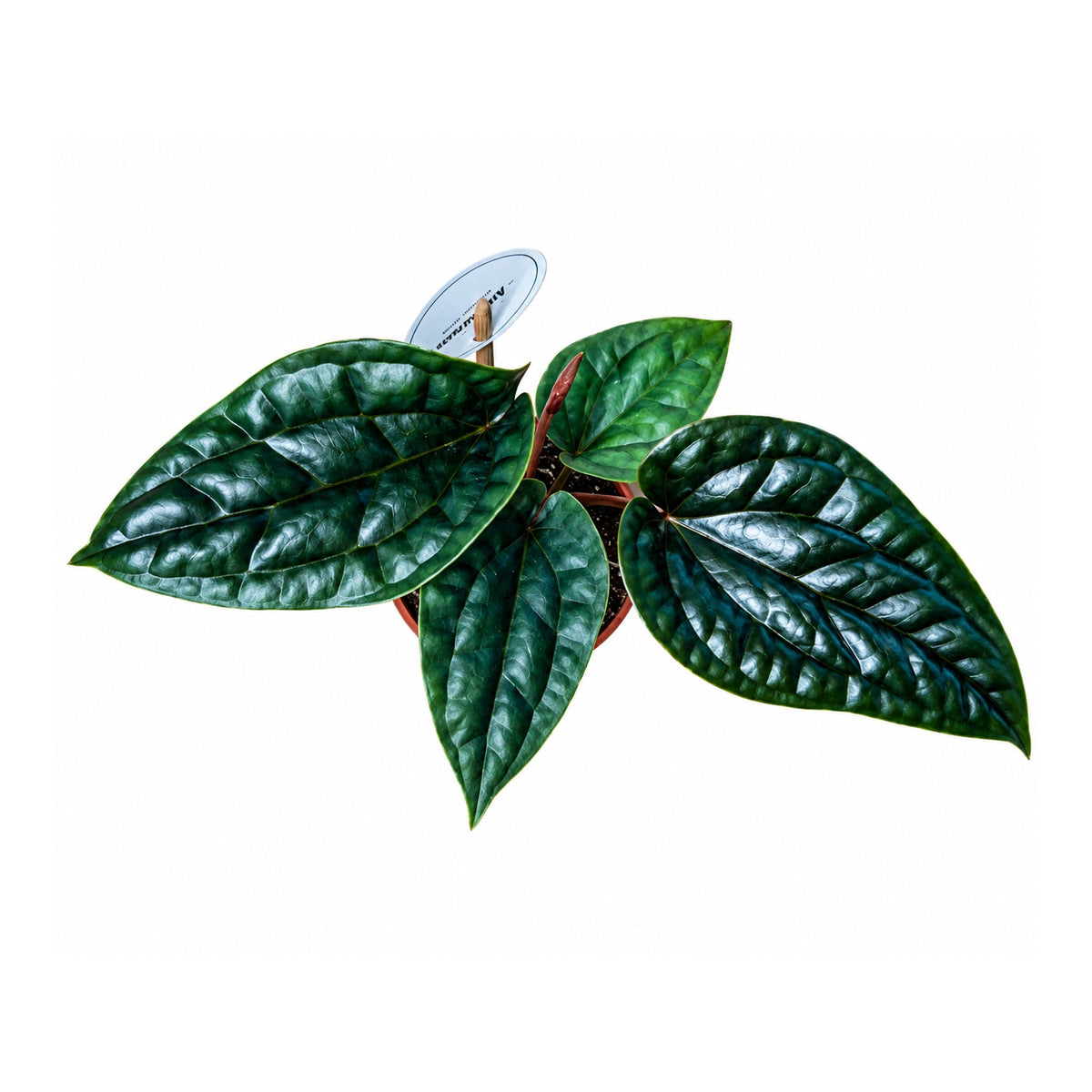 Anthurium luxurians x radicans