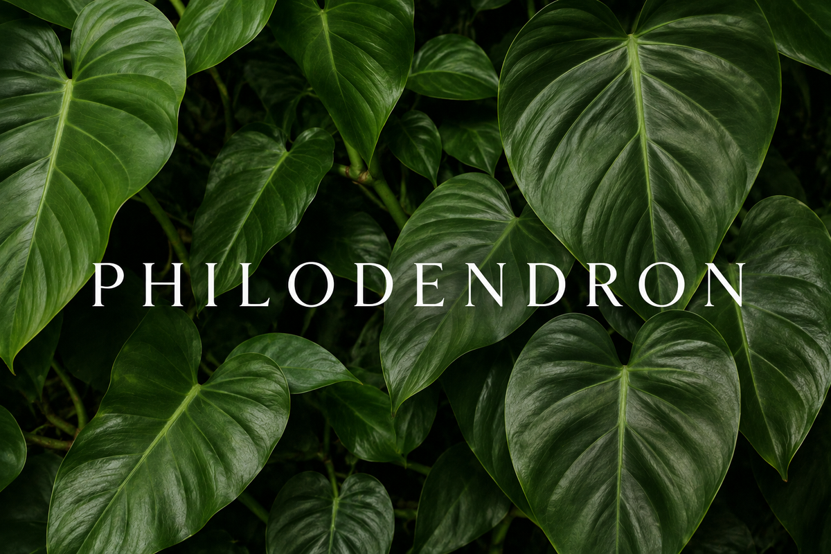 Philodendron