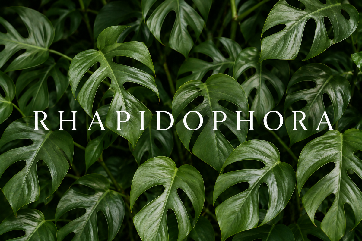 Raphidophora