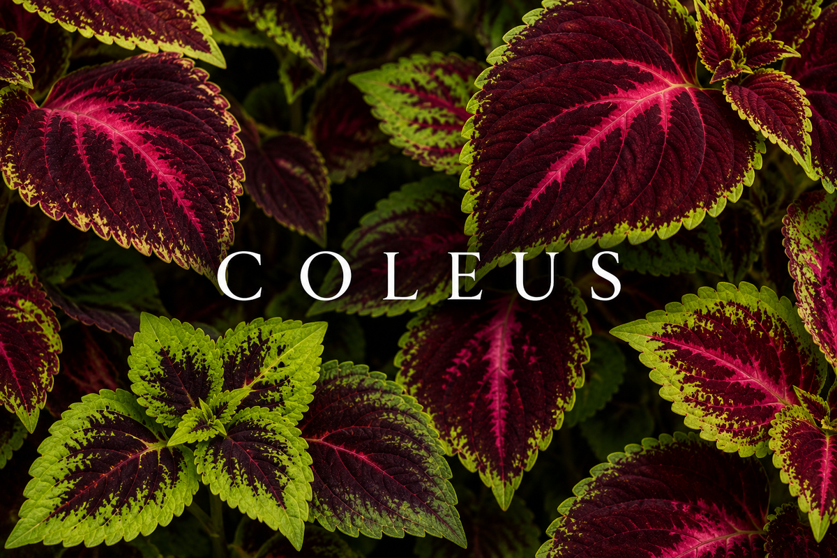Coleus