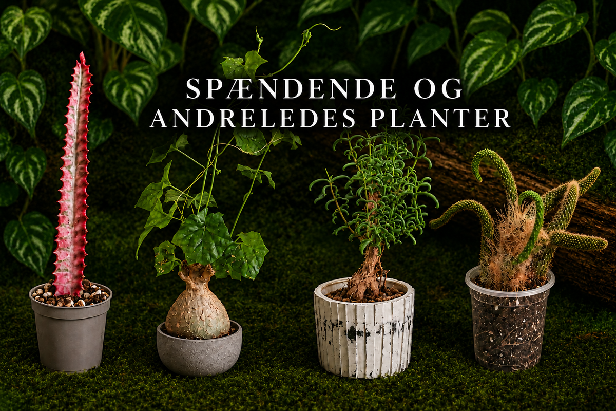 Spændende og Anderledes Planter