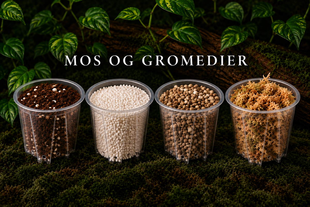Mos og Gromedier