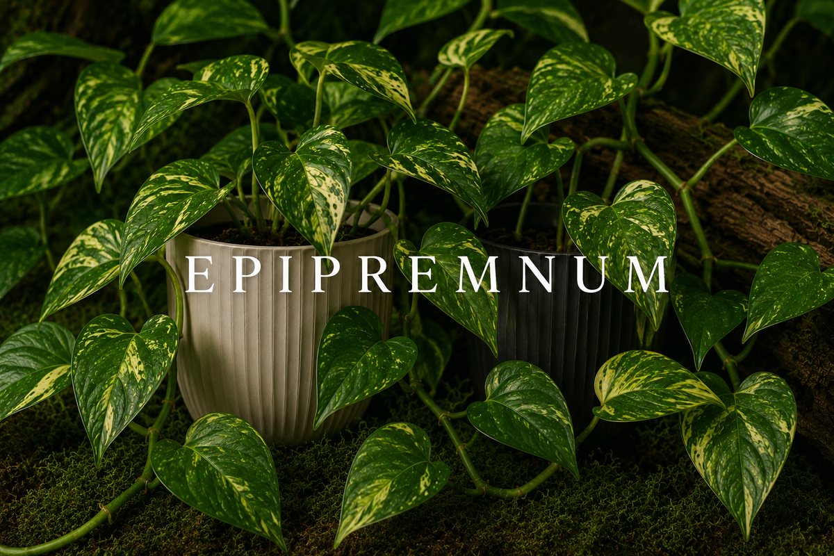 Epipremnum