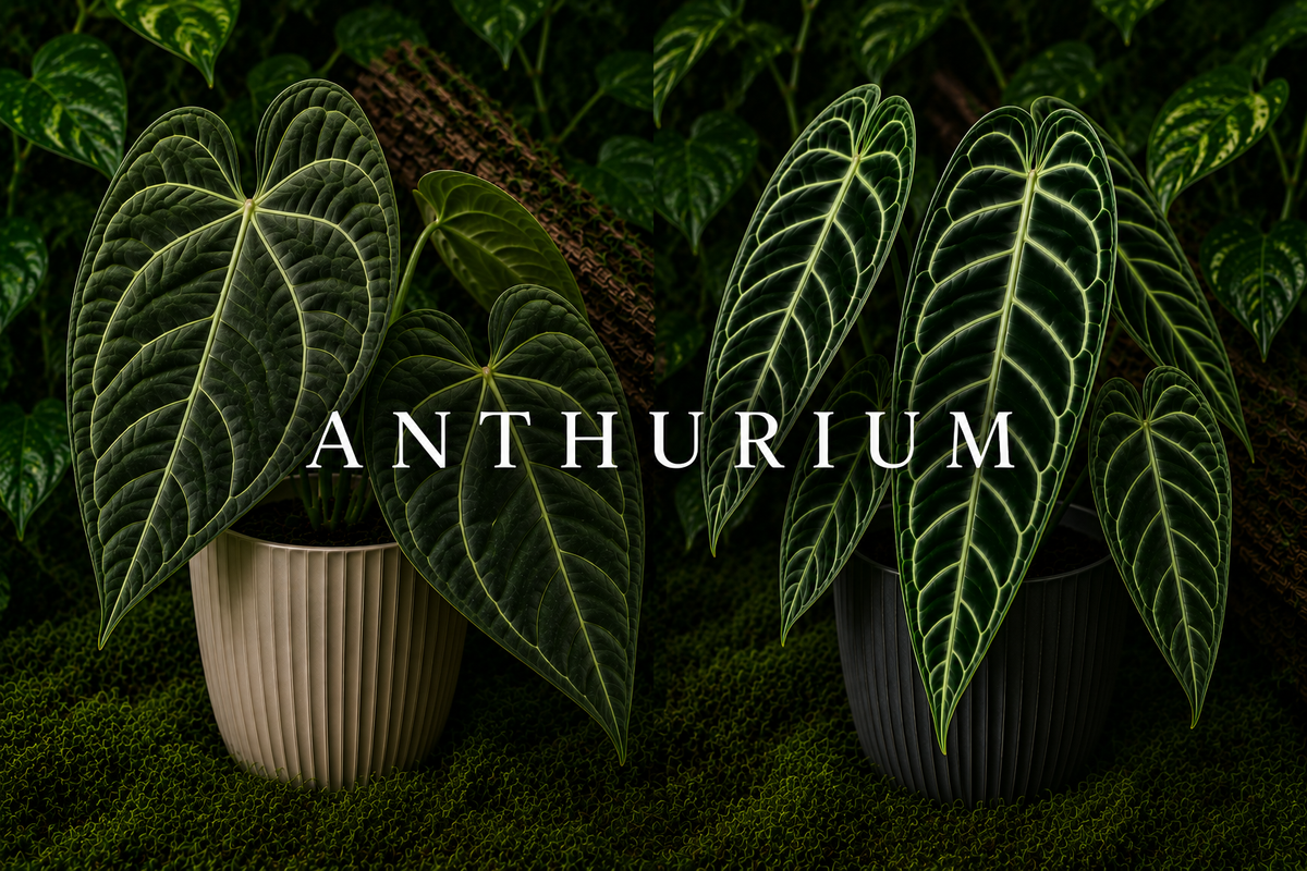 Anthurium