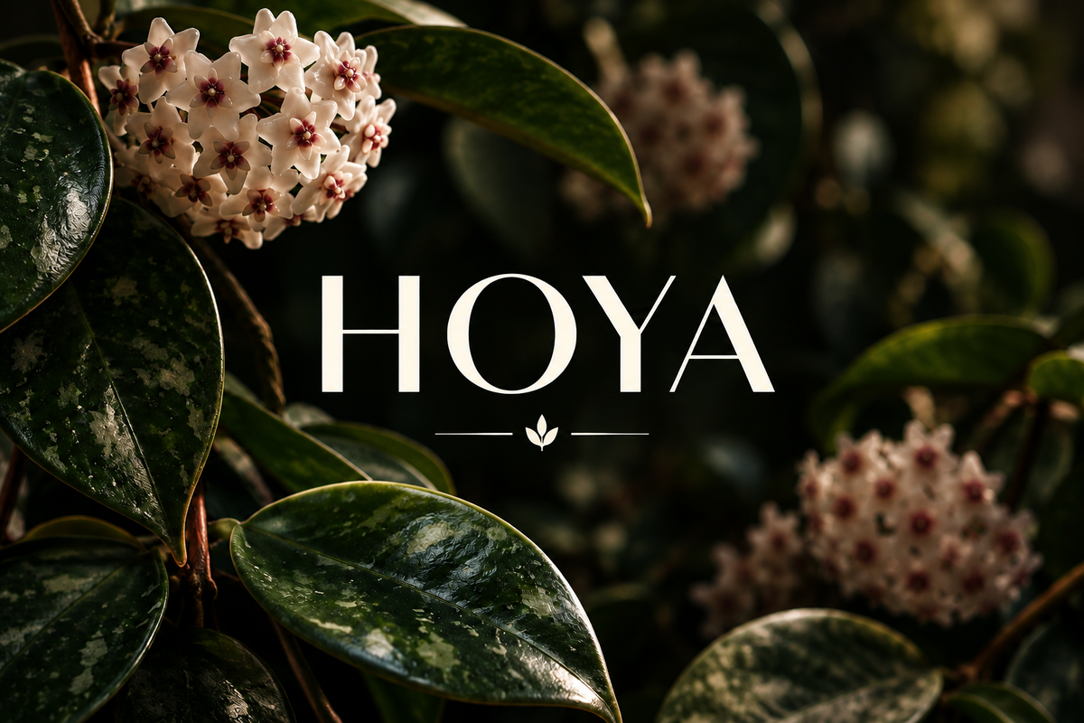 Hoya