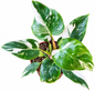 Philodendron white princess