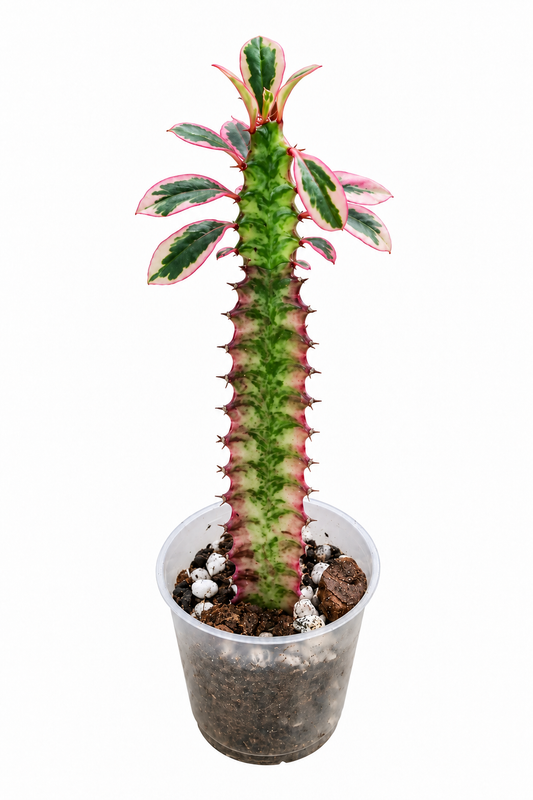 Euphobia trigona pink variegated