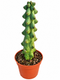 Cereus Bobbie kaktus