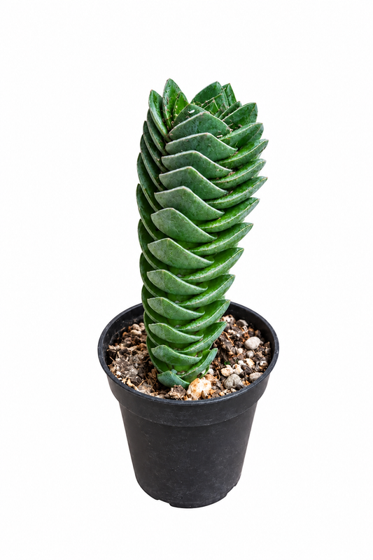 Crassula ´Buddahs temple´