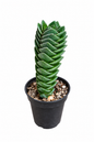 Crassula ´Buddahs temple´