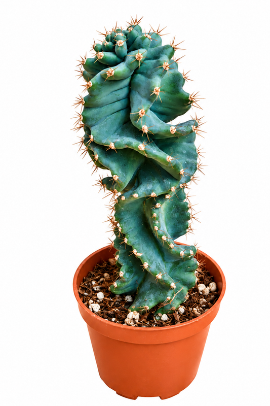 Cereus forbesii ´Spiral kaktus´
