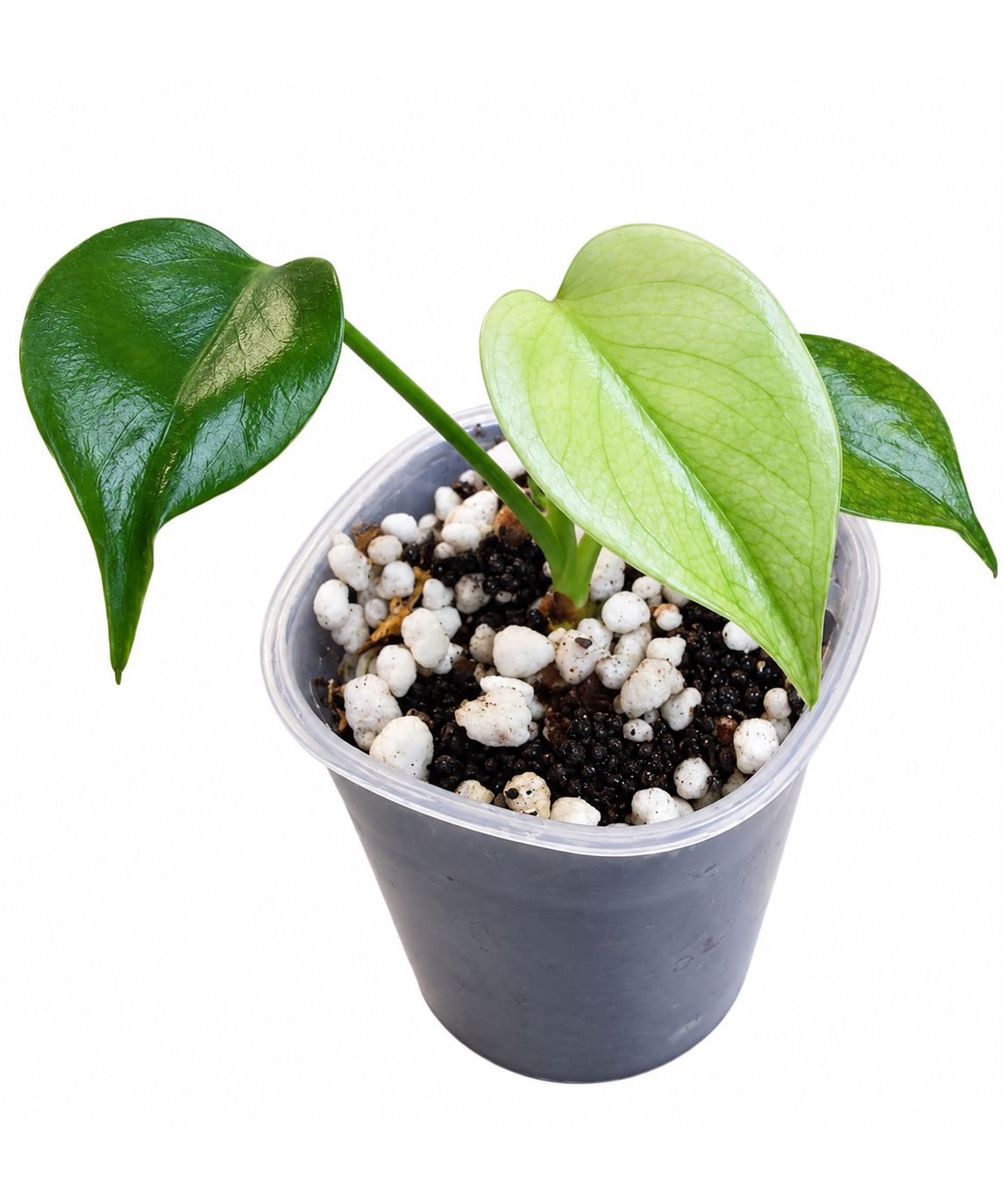 Monstera Blue Mint