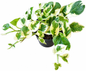 Epipremnum N´joy