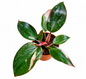 Philodendron pink princess