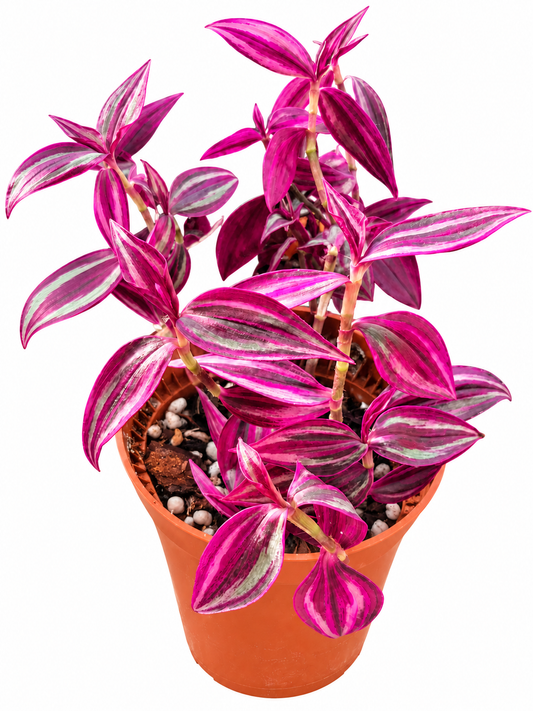 Tradescantia pink paradise