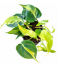Philodendron brazil