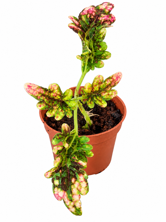 Coleus Gilda