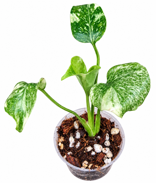 Monstera thai constellation high variegated