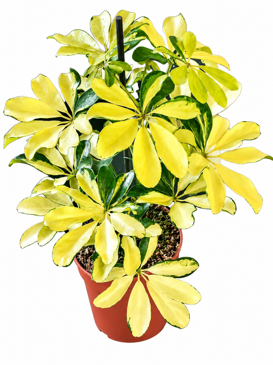 Schefflera Melanie