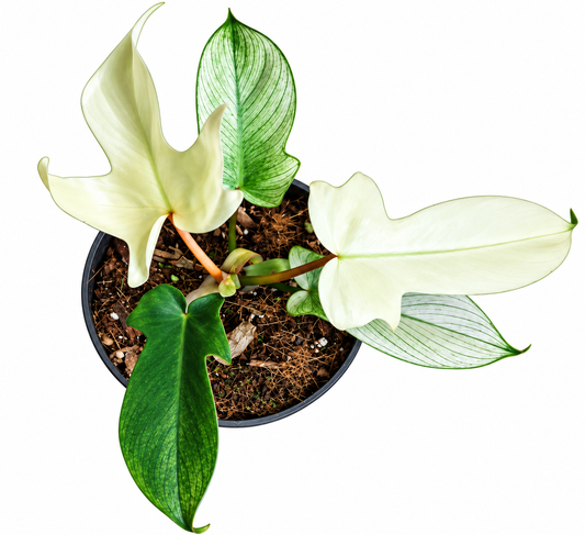 Philodendron florida ghost
