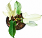 Philodendron florida ghost