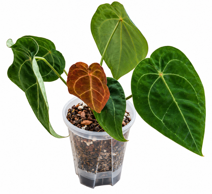 Anthurium forgettii