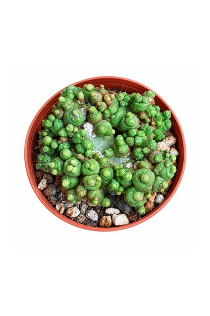 Mammilaria bocosana ´Fred´