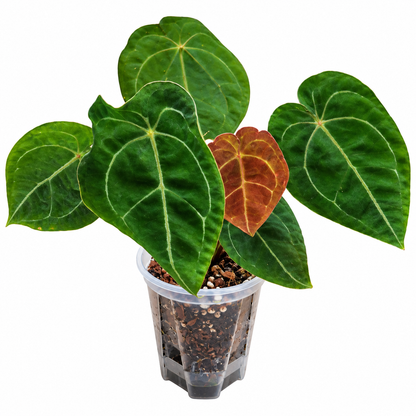 Anthurium forgettii
