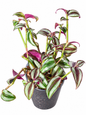 Tradescantia zebrina