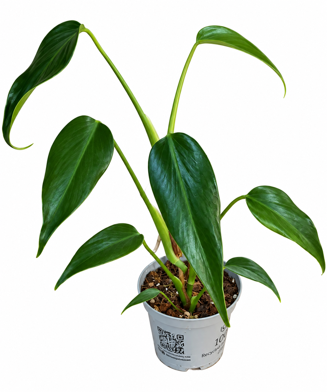 Monstera burle marx flame