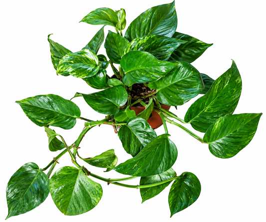 Epipremnum jungle star