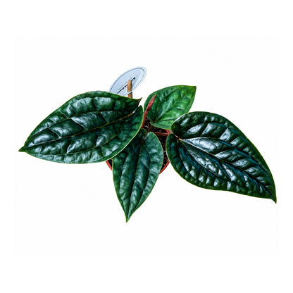 Anthurium luxurians x radicans