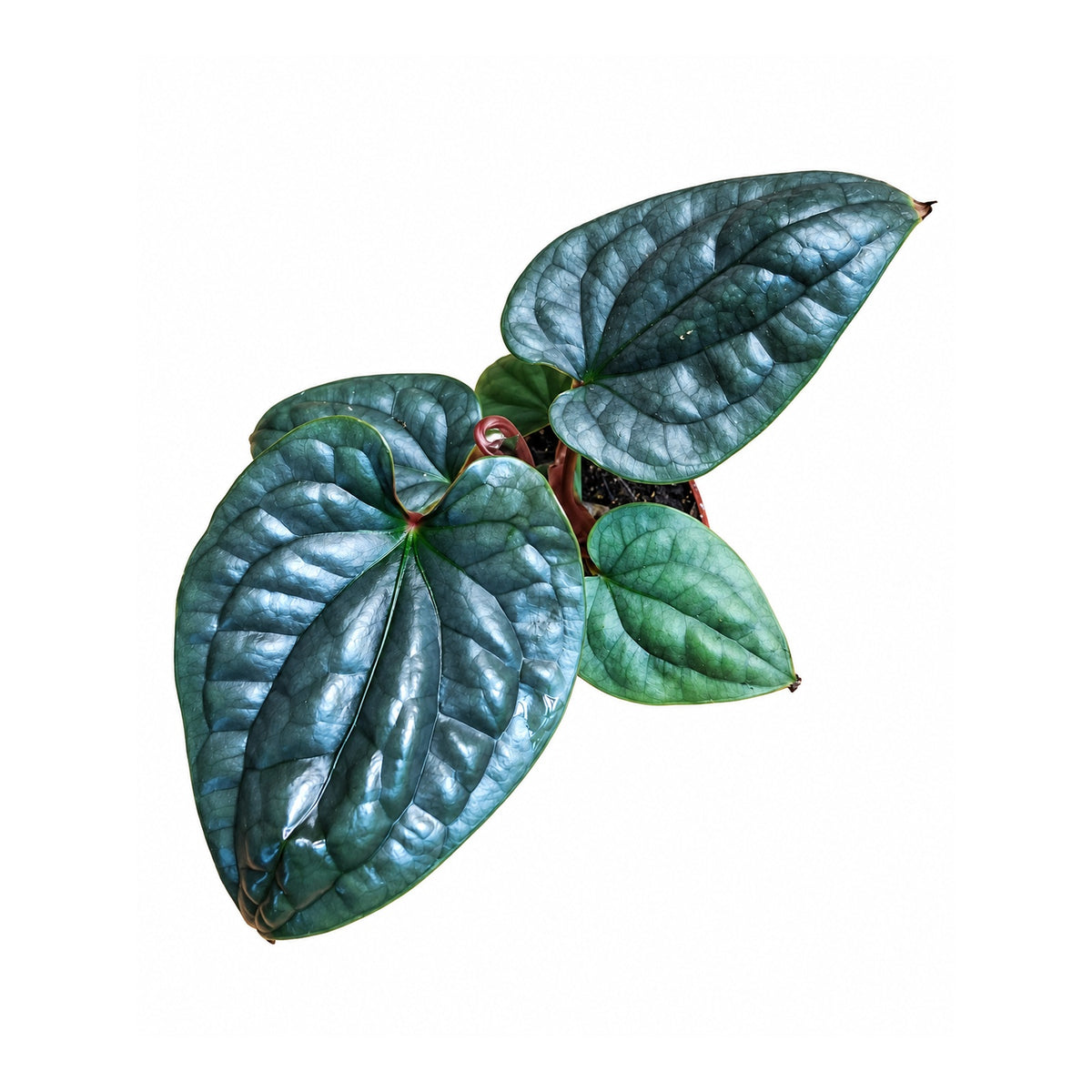 Anthurium Luxurians