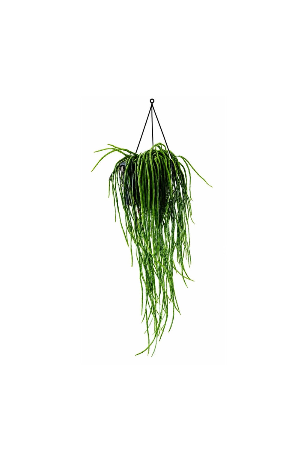 Rhipsalis paradoxa minor