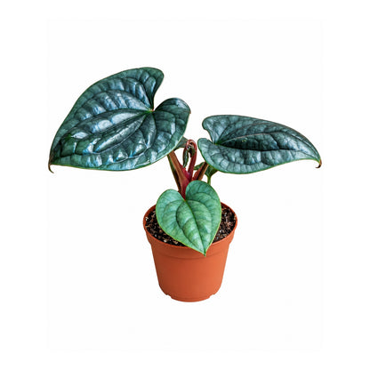 Anthurium Luxurians