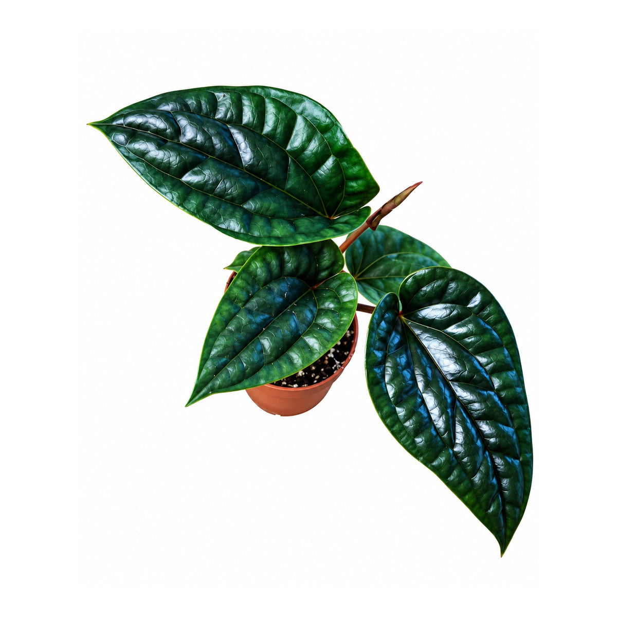 Anthurium luxurians x radicans