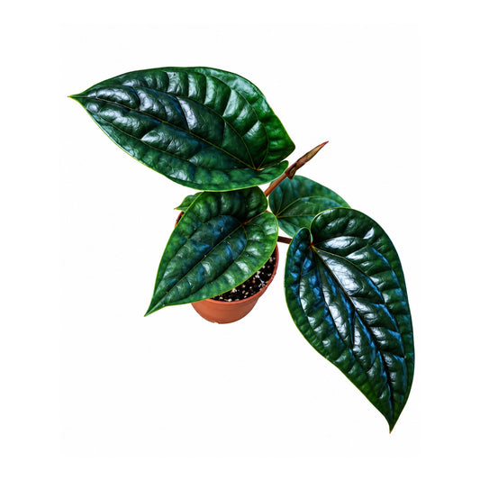 Anthurium luxurians x radicans