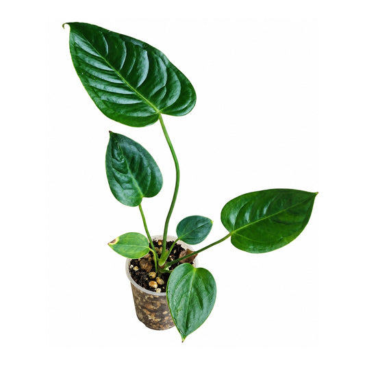 Anthurium veitchii