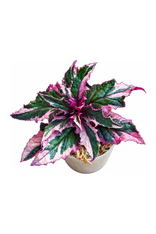 Gynura aurantiaca purple passion