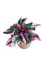 Gynura aurantiaca purple passion